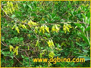    ( Anagyris latifolia )