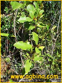   ( Cryptocarya latifolia )