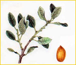   ( Prunus / Amygdalis susakensis ),    