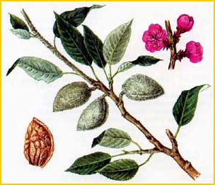   ( Prunus / Amygdalis x vavilovii ),    