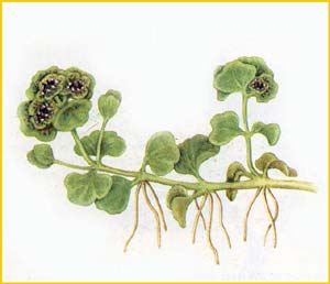   .  ( Chrysosplenium rimosum ssp. dezhnevii ),    
