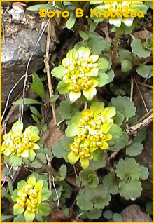    ( Chrysosplenium pubescens )