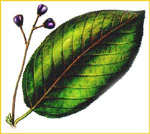    ( Frangula grandifolia ),    