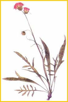   ( Jurinea cyanoides ),     