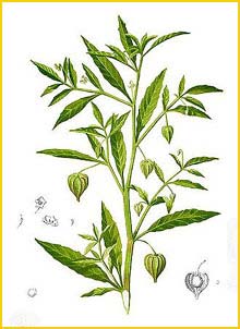   ( Physalis angulata ) Flora de Filipinas 1880-1883 by Francisco Manuel Blanco