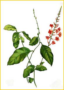  -  ( Plumbago coccinea ) Flora de Filipinas 1880-1883 by Francisco Manuel Blanco