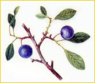   ( Prunus darvasica ),    