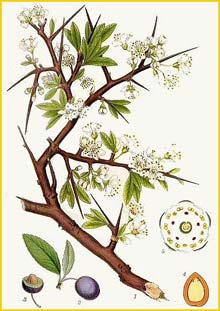  / /   (Prunus spinosa)  Bilder ur Nordens Flora (1926) by Carl Lindman