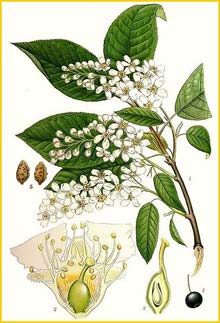   /    ( Prunus /  adus racemosa ) Bilder ur Nordens Flora (1926) by Carl Lindman 