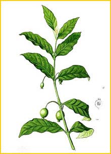   ( Randia densiflora ) Flora de Filipinas 1880-1883 by Francisco Manuel Blanco 