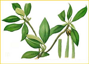    ( Rhizophora mangle ) Flora de Filipinas 1880-1883 by Francisco Manuel Blanco 