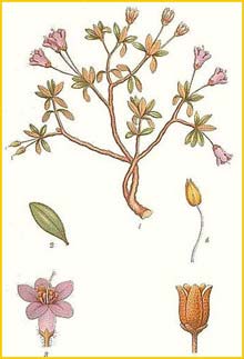    ( Rhododendron lapponicum  ) Bilder ur Nordens Flora (1926) by Carl Lindman
