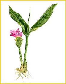   ( Roscoea lutea ) Flora de Filipinas 1880-1883 by Francisco Manuel Blanco 