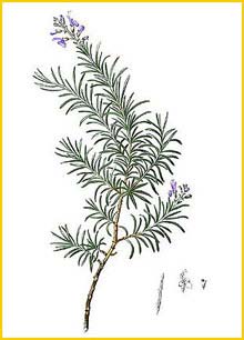   ( Rosmarinus officinalis ) Flora de Filipinas 1880-1883 by Francisco Manuel Blanco 
