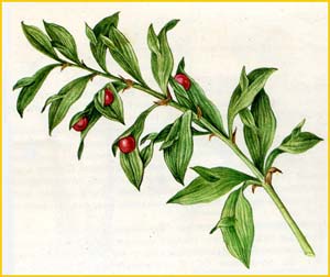   ( Ruscus hypoglossum ),    