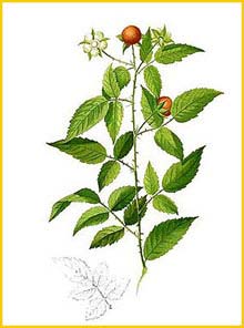   ( Rubus acuminatissimus ) Flora de Filipinas 1880-1883 by Francisco Manuel Blanco
