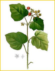   /   /   ( Rubus moluccanus ) Flora de Filipinas 1880-1883 by Francisco Manuel Blanco