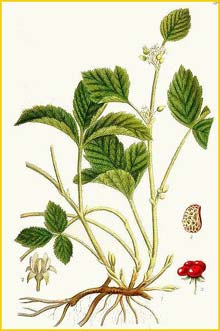   ( Rubus saxatilis ) Bilder ur Nordens Flora (1901-1905) by Carl Lindman