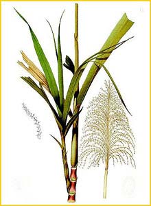    ( Saccharum officinarum ) Flora de Filipinas 1880-1883 by Francisco Manuel Blanco