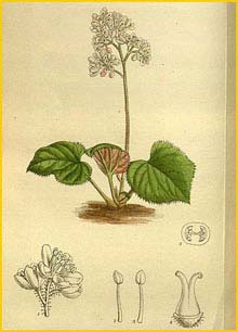  ( Oresitrophe rupifraga ) Curtis's Botanical Magazine  1917