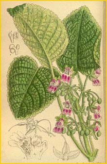  ( Ornithoboea lacei )  Curtis's Botanical Magazine 1915