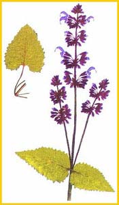Шалфей мутовчатый ( Salvia verticillata ), из Красной Книги Кировской области