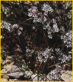  ( Allium callimishon ssp. haemastictum )