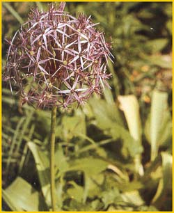   / - ( Allium christophii / albopilosum )