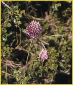   ( Allium montanum )