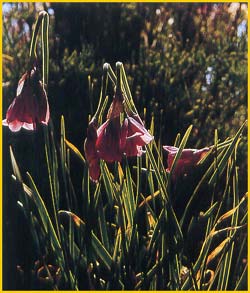  \  ( Allium narcissiflorum  / pedemontanum )