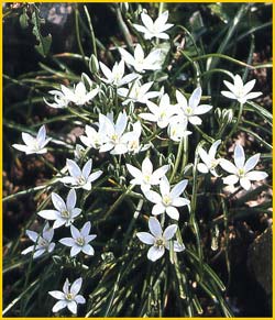   ( Allium neapolitanum )
