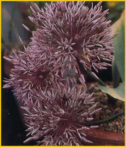   ( Allium nevskianum )