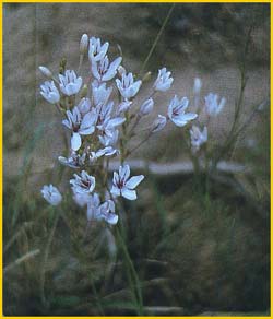   /  ( Allium nigrum / multibulbosum )