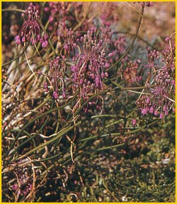     ( Allium paniculatum )