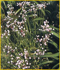     ( Allium roseum / carneum / incarnatum / amoeum )