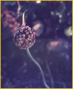   ( Allium sphaerocephalon )