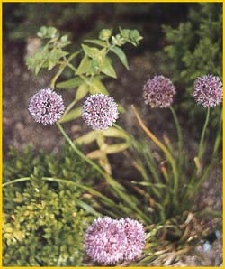    ( Allium stellatum )