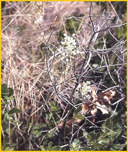    ( Allium subvillosum )