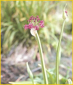   ( Allium wallichii / wallichianum )