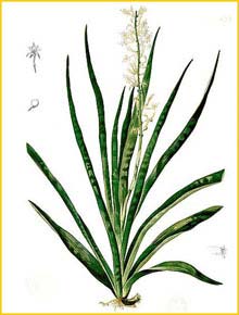   ( Sansevieria zeylanica ) Flora de Filipinas 1880-1883 by Francisco Manuel Blanco