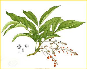   ( Sapindus baccata ) Flora de Filipinas 1880-1883 by Francisco Manuel Blanco