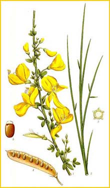   ( Sarothamnus scoparius ) Bilder ur Nordens Flora (1901-1905) by Carl Lindman