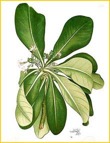   ( Scaevola taccada / Scaevola sericea ) Flora de Filipinas 1880-1883 by Francisco Manuel Blanco