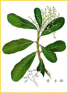   ( Semecarpus microcarpus ) Flora de Filipinas 1880-1883 by Francisco Manuel Blanco