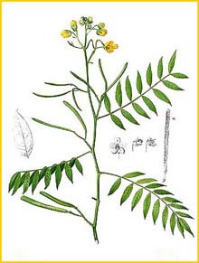   ( Cassia / Senna occidentalis ) Flora de Filipinas 1880-1883 by Francisco Manuel Blanco