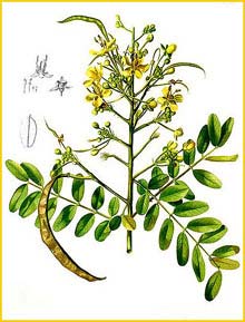   ( Cassia siamea ) Flora de Filipinas 1880-1883 by Francisco Manuel Blanco