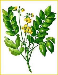  /  - ( Senna sulfurea ) Flora de Filipinas 1880-1883 by Francisco Manuel Blanco