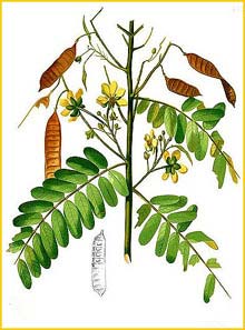  /   ( Senna timoriensis ) Flora de Filipinas 1880-1883 by Francisco Manuel Blanco