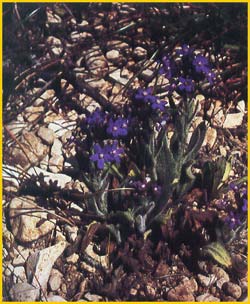    ( Anchusa undulata  ssp. hybrida )