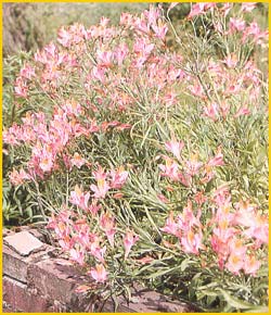   /  ( Alstroemeria ligtu / Alstroemeria chilensis )